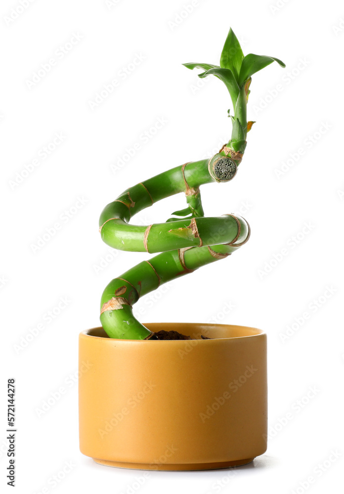 Pot with bamboo plant isolated on white background