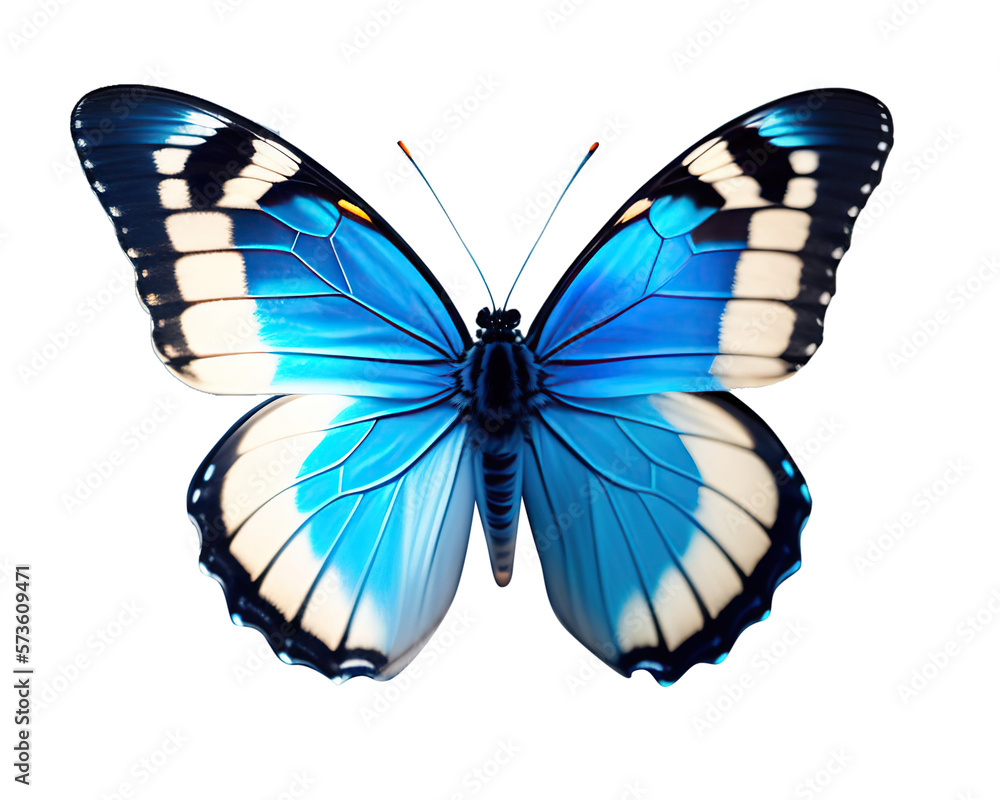 Very beautiful blue white butterfly with spread wings isolated on a transparent background.