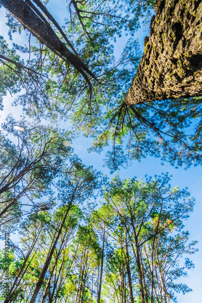 Selection focus.Pine trees in the forest , their branches against a blue sky, a perspective view fro