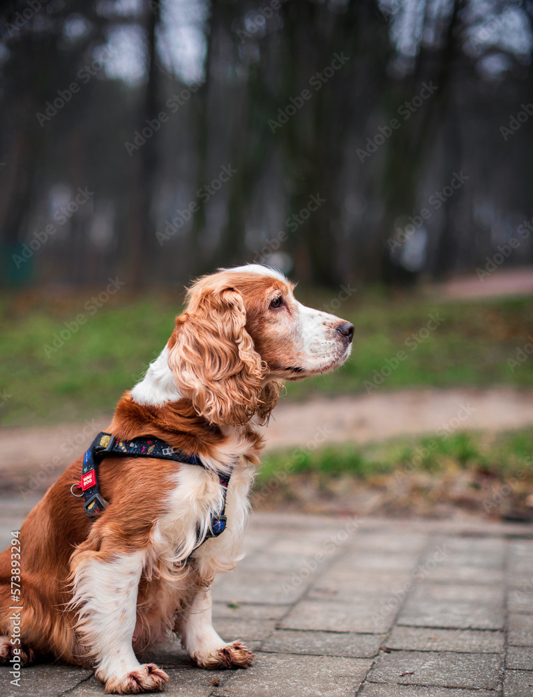 A cocker spaniel dog sits sideways and looks away. A beautiful dog has a WAUDOG harness. She is on t