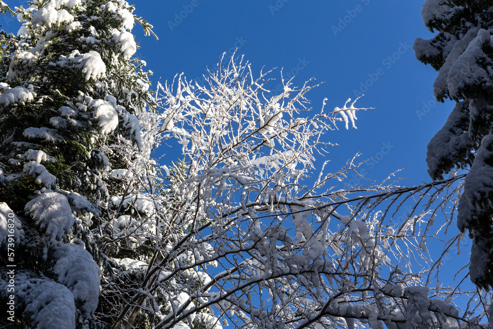 Deciduous tree branches and fir tree covered with fresh heavy snow against clear blue sky, Beskid Mo