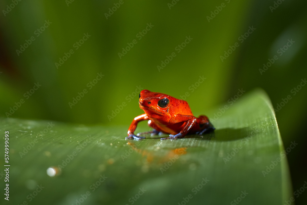 Wildlife tropic. Red-eyed Tree Frog, Agalychnis callidryas, animal with big red eyes, in the nature 