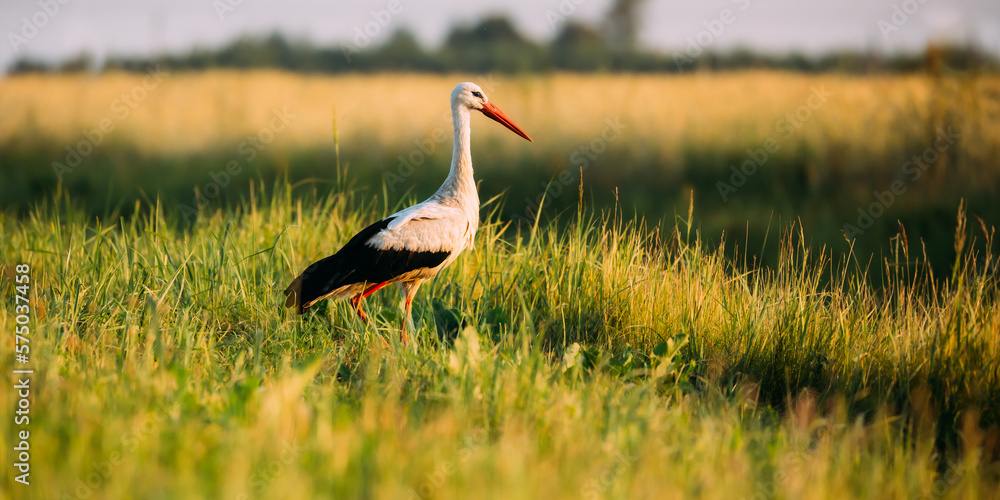 Adult European White Stork Standing In Green Summer Grass. Wild Field Bird In Sunset Time.