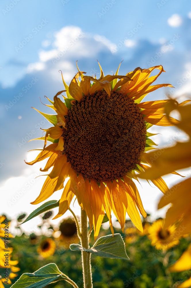 Exterior shot of a field of sunflowers in the french provence, on a beautiful summer evening, around