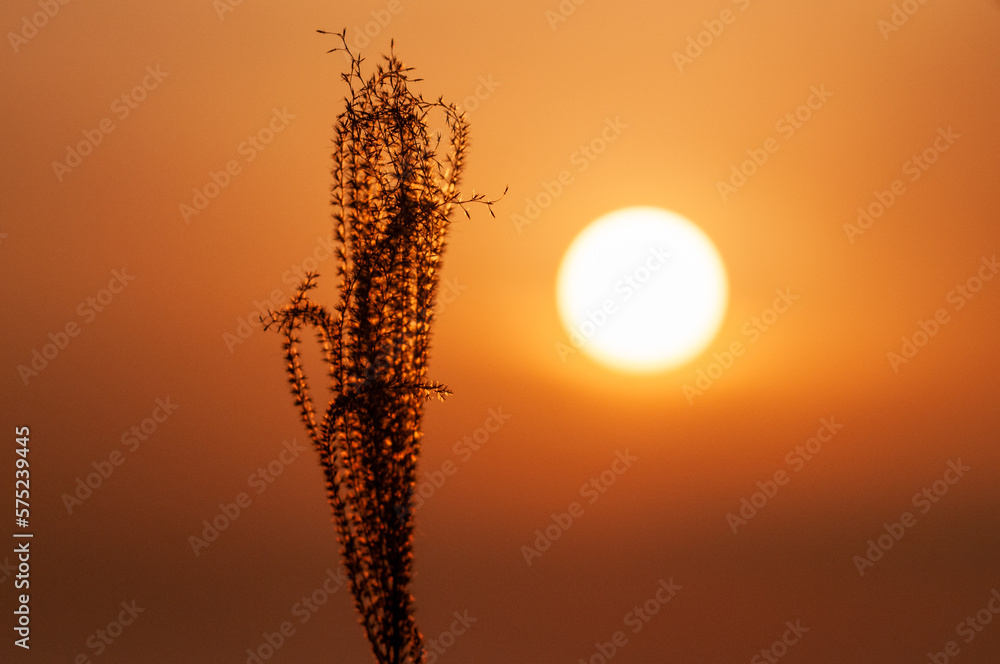 Backlit image of a reed, shot during sunset on Shiraishi Island, Japan, in Winter.