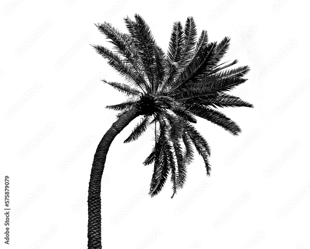 A palm tree, leaves and plant growth in nature found at a tropical beach or island on a summer holid