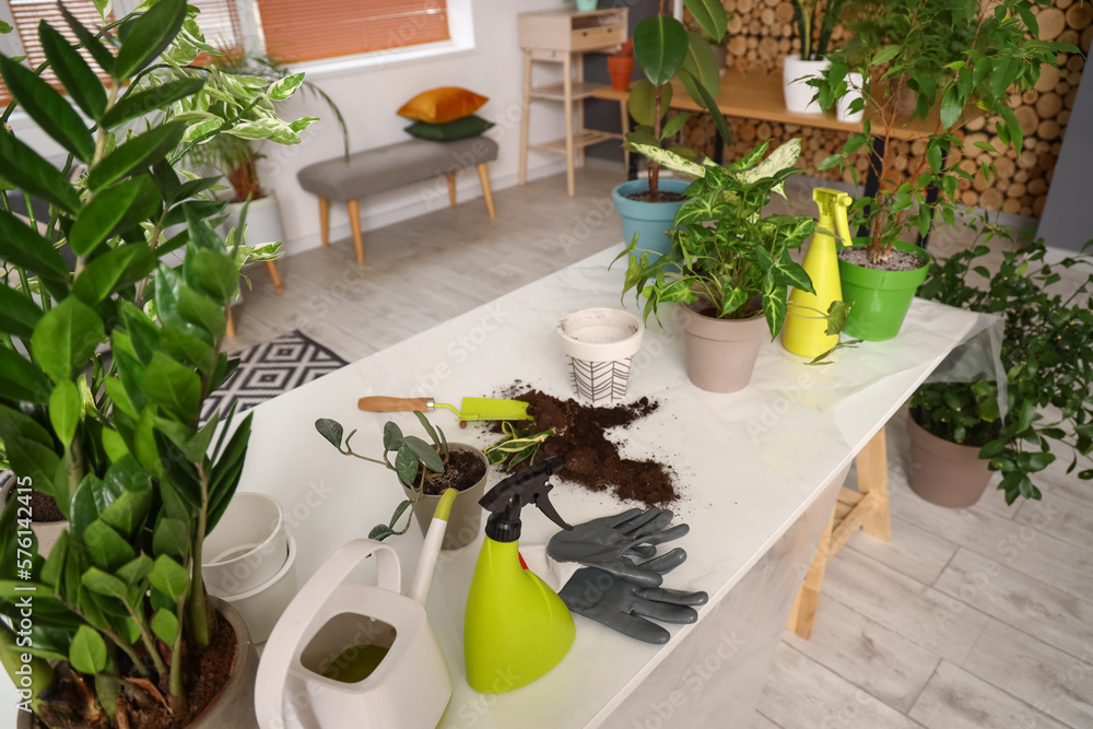 Green houseplants with gardening tools on table in living room