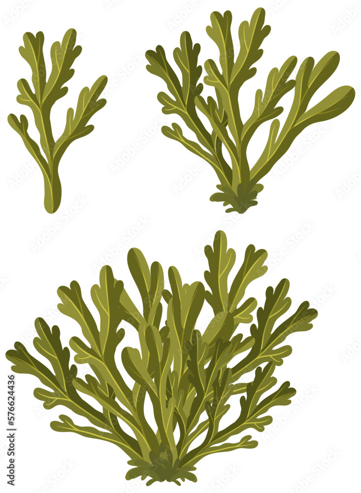 Wrack seaweed cartoon isolated