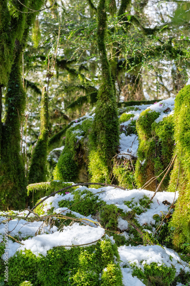 Sunlit mossy boxwood forest in winter, melting snow on the trees and on the ground. Spring vibe. Abk