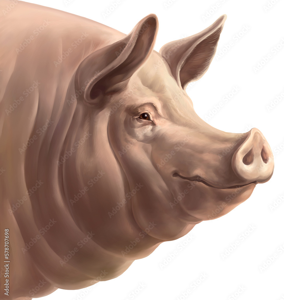 Head of pig, on a white background. Isolated object, raster Illustration.