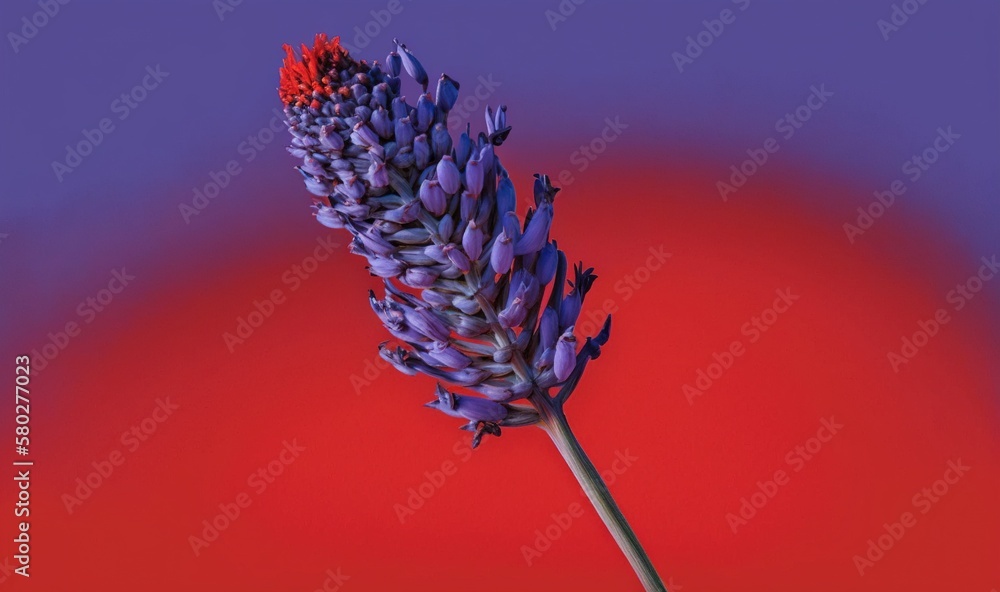  a purple flower with a red center on a purple background with a red center on the top of the flower