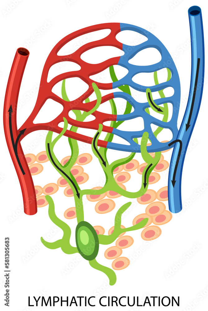 Lymphatic Circulation System Diagram