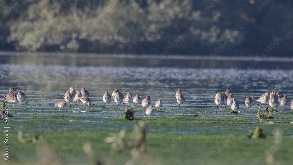 Winter migratory birds at mangroves forest 