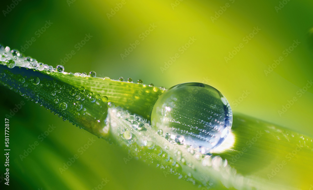 A beautiful large drop of dew on a blade of grass in the morning light. Water drop in nature closeup