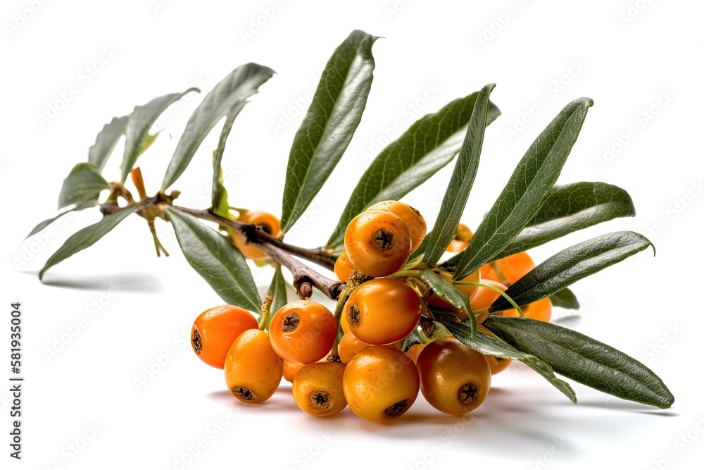 White background with a lone sea buckthorn. by using a clipping path. Generative AI