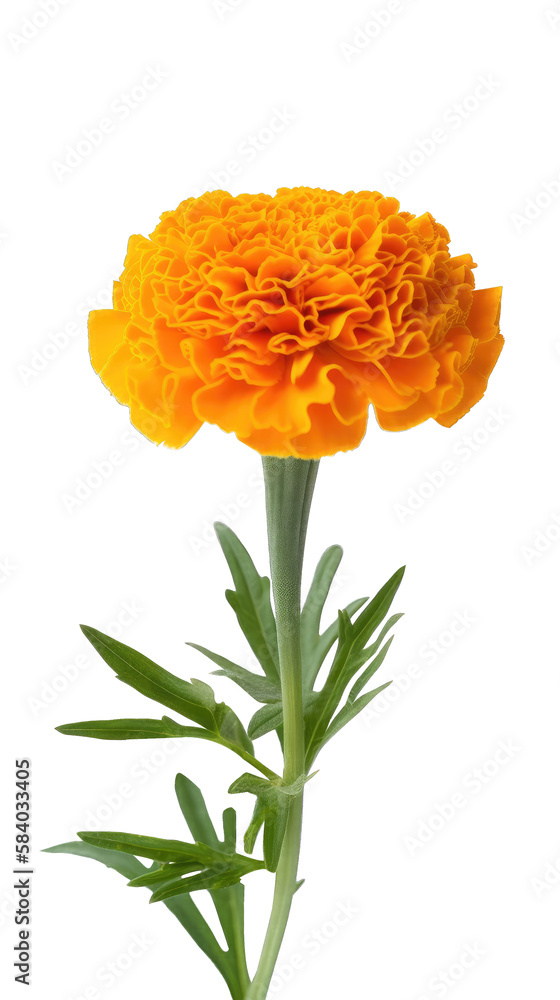 marigold flower stalk with leaves , isolated on transparent background cutout , generative ai