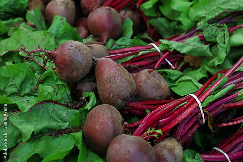 Close up heap of fresh new red beet bunches