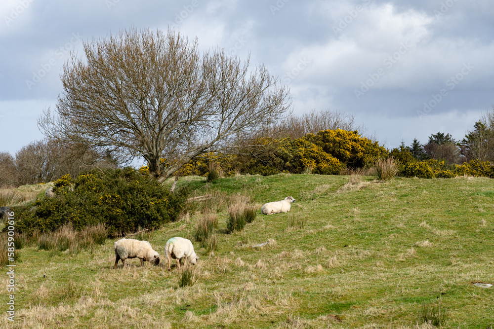 Sheep graze on the field. Northern Ireland.