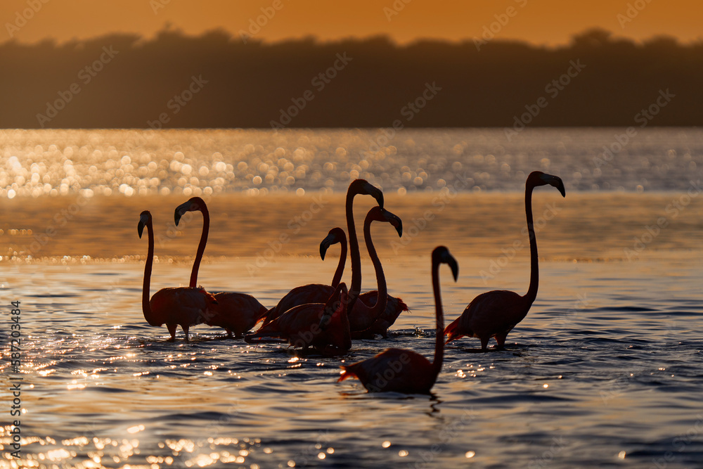 Flamingo sunset, Mexico wildlife. Flock of bird in the river sea water, with dark blue sky with clou
