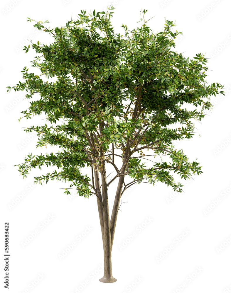 Big green tree isolated, 3d rendering