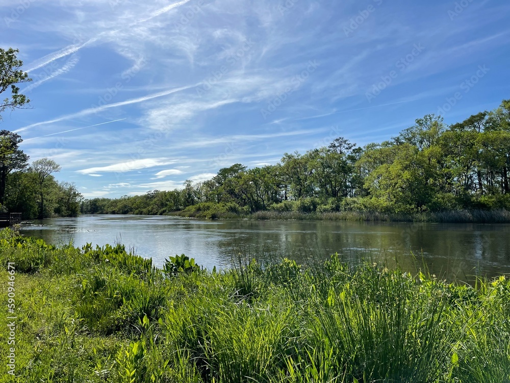 River landscape, sunny day. Brookgreen creek in Brookgreen Gardens 