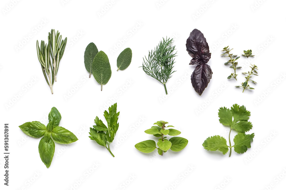 Assortment of fresh herbs on white background