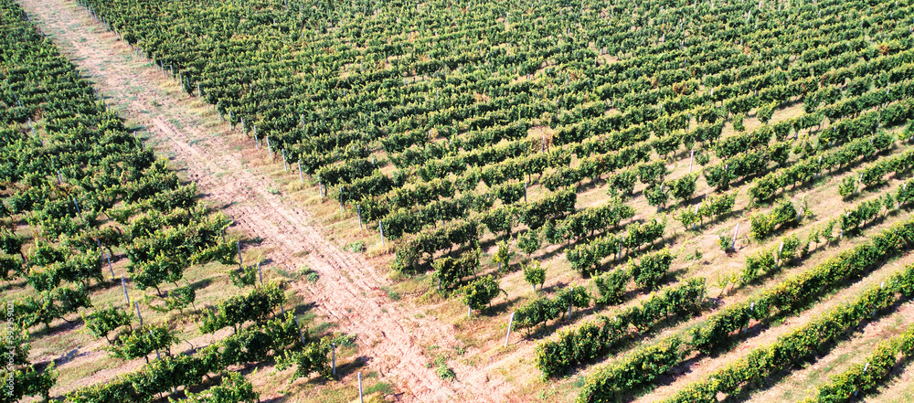 Bountiful Harvest: Aerial View of Grapevines in a Vineyard