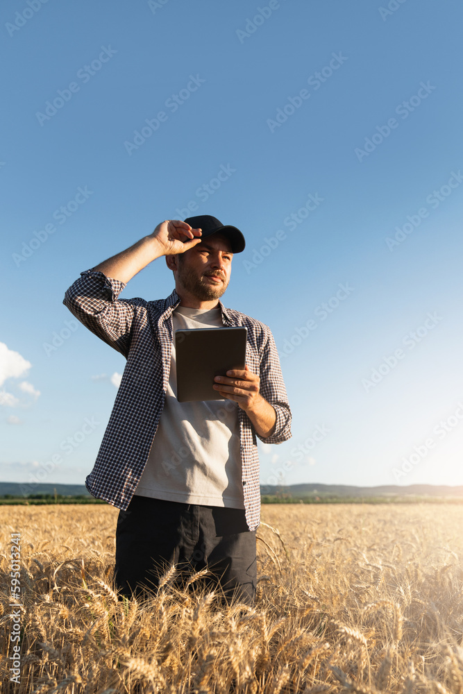 Farmer examines the field of cereals and sends data to the cloud from the tablet. Smart farming and 