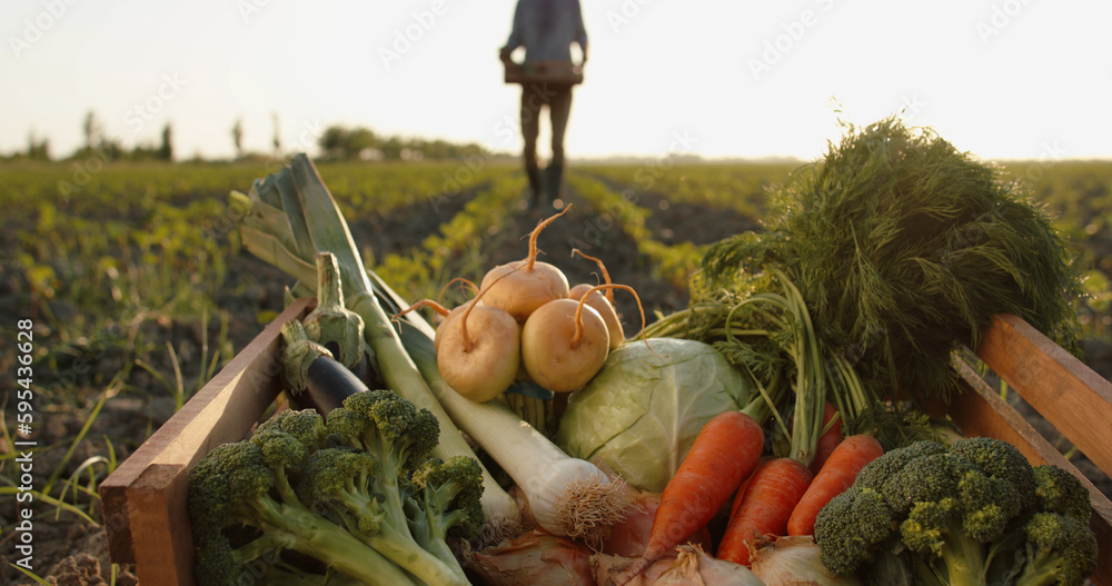 Close up shot of box with colorful organic fresh local vegetables in young field. Ranch worker carry
