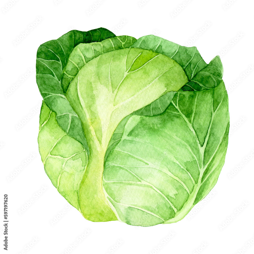 watercolor drawing. clipart cabbage. green vegetables realistic illustration