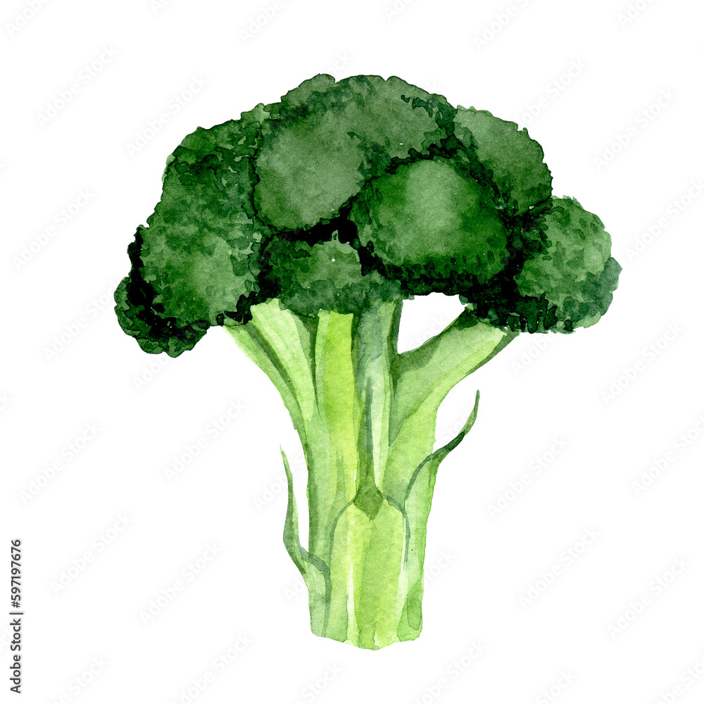 watercolor drawing. clipart broccoli. green vegetables realistic illustration