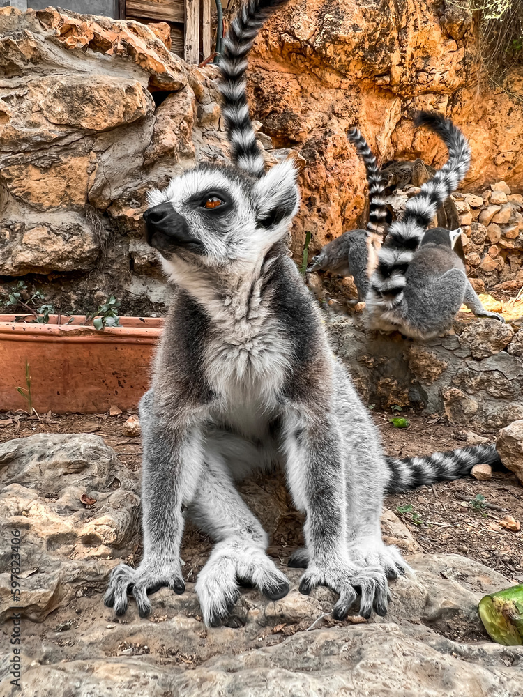 Ring-tailed lemur in zoological garden