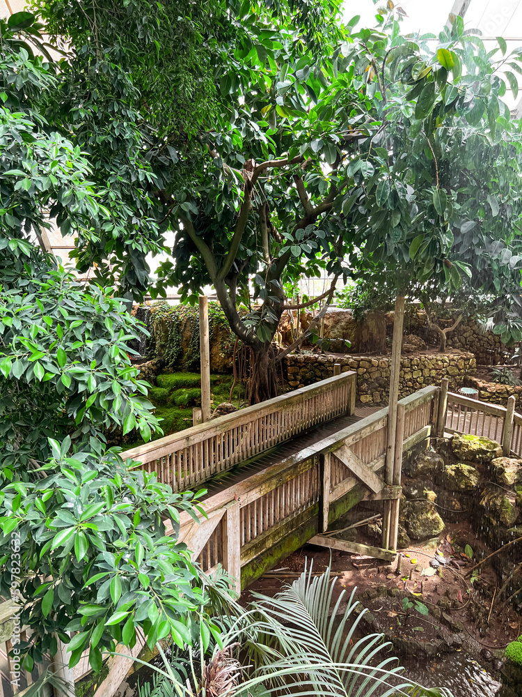 View of tropical greenhouse with plants and wooden bridge