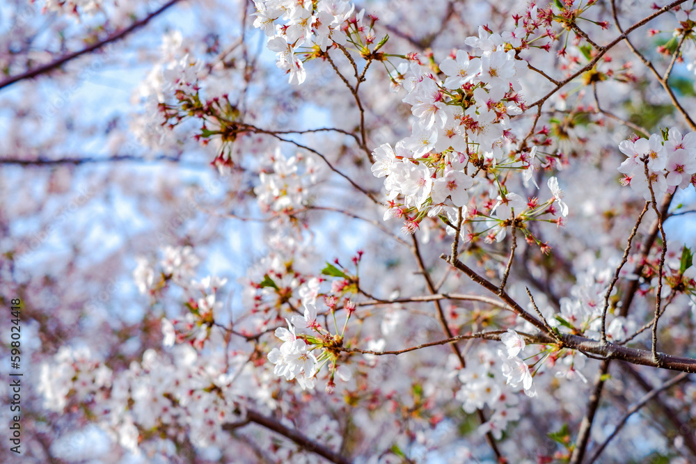 Close focus on cherry blossom (Sakura Tree Flower) and soft blur background