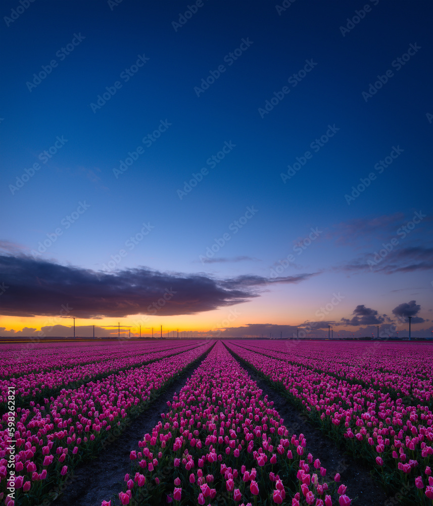 A field of tulips during sunset. Rows on the field. Landscape with flowers during sunset. Photo for 