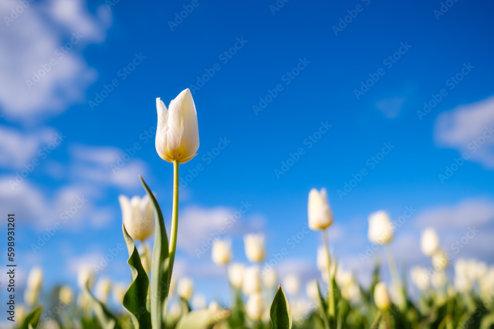 Tulips on the bright blue sky background. Blooming season.  Colors as background and wallpaper. A fi