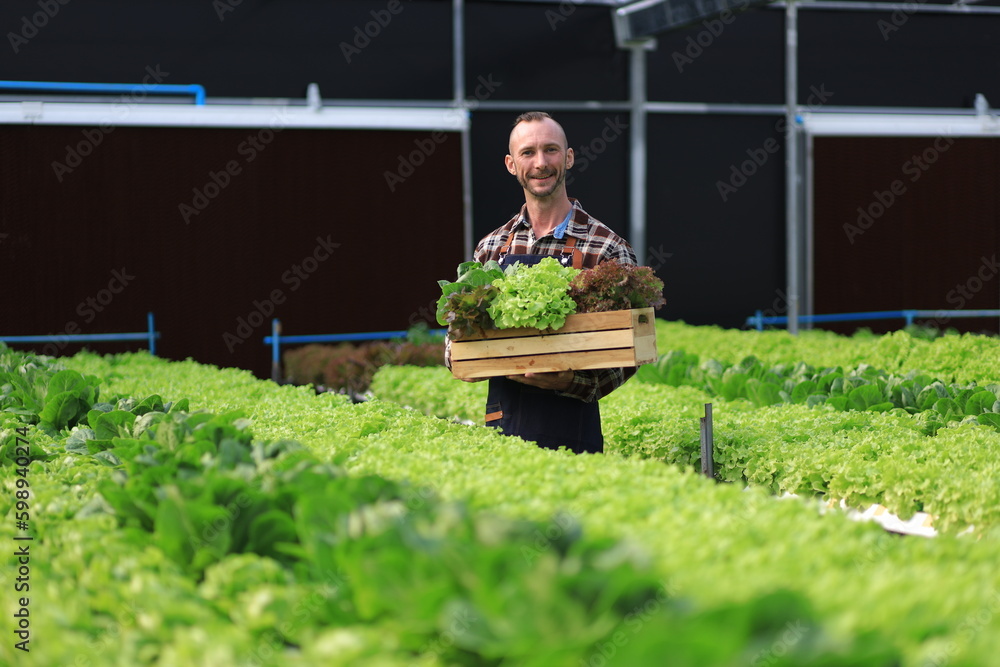Farmer checking plant health in greenhouse system and harvesting. Farmer inspect farm products quali