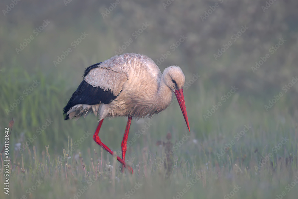 A male and female white stork is filmed in misty morning light on green grass. Birds collect large e