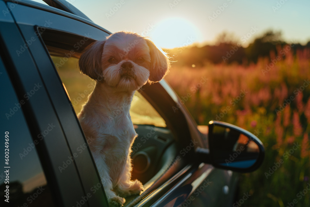 Shih tzu dog looking out of car window at sunset light