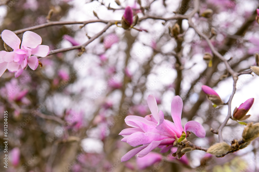 Beautiful blossoming Magnolia branches on spring day, closeup