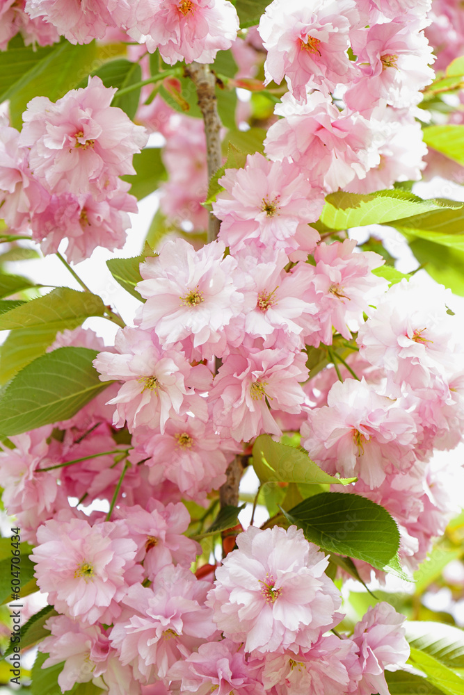 Beautiful blossoming branches with pink flowers on spring day