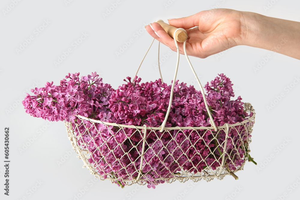 Female hand holding basket of beautiful lilac flowers near white wall