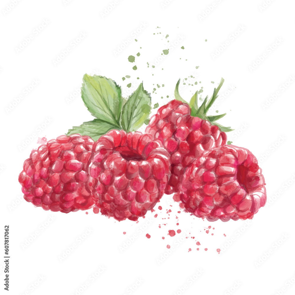 Ripe painted raspberries on white background