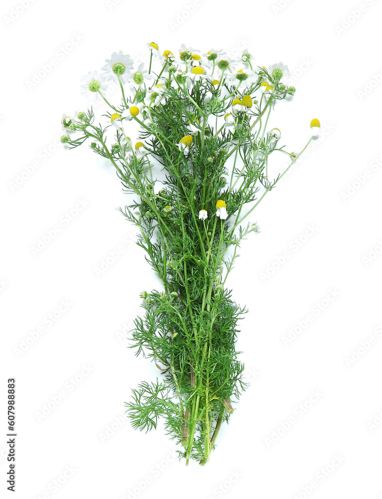 Branches of fresh chamomile flowers on white background