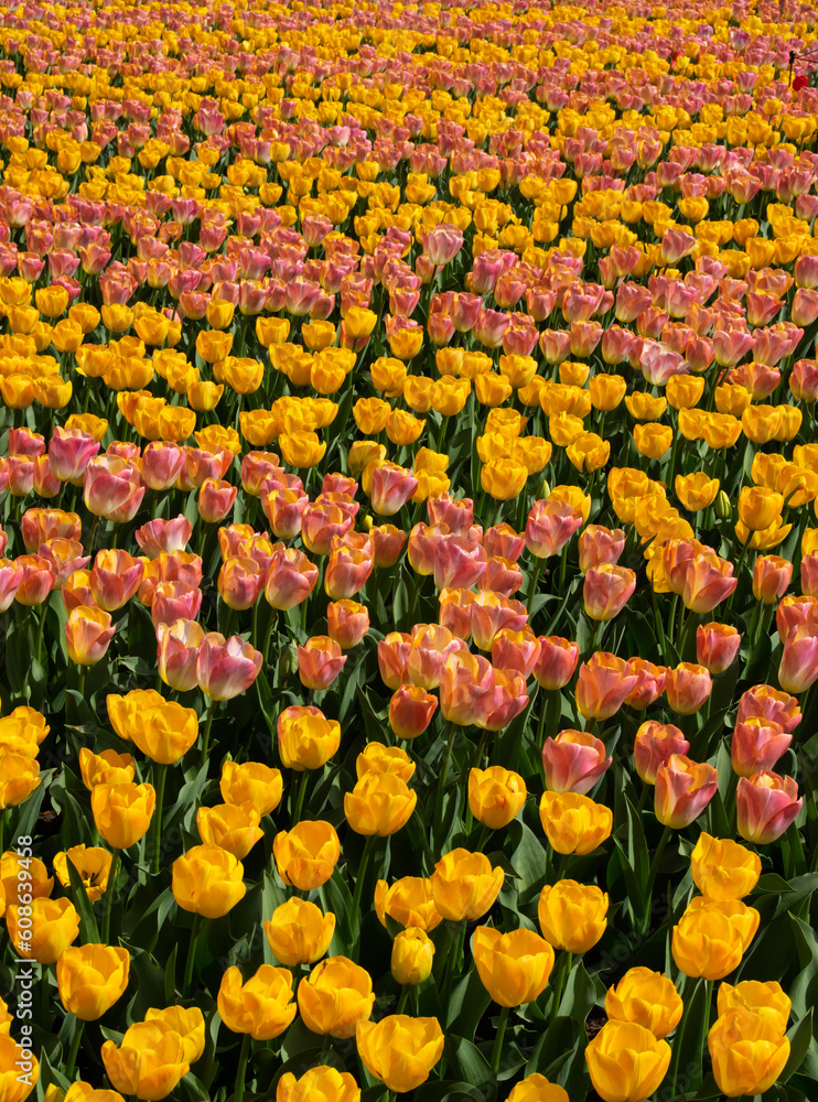 Tulips flower background