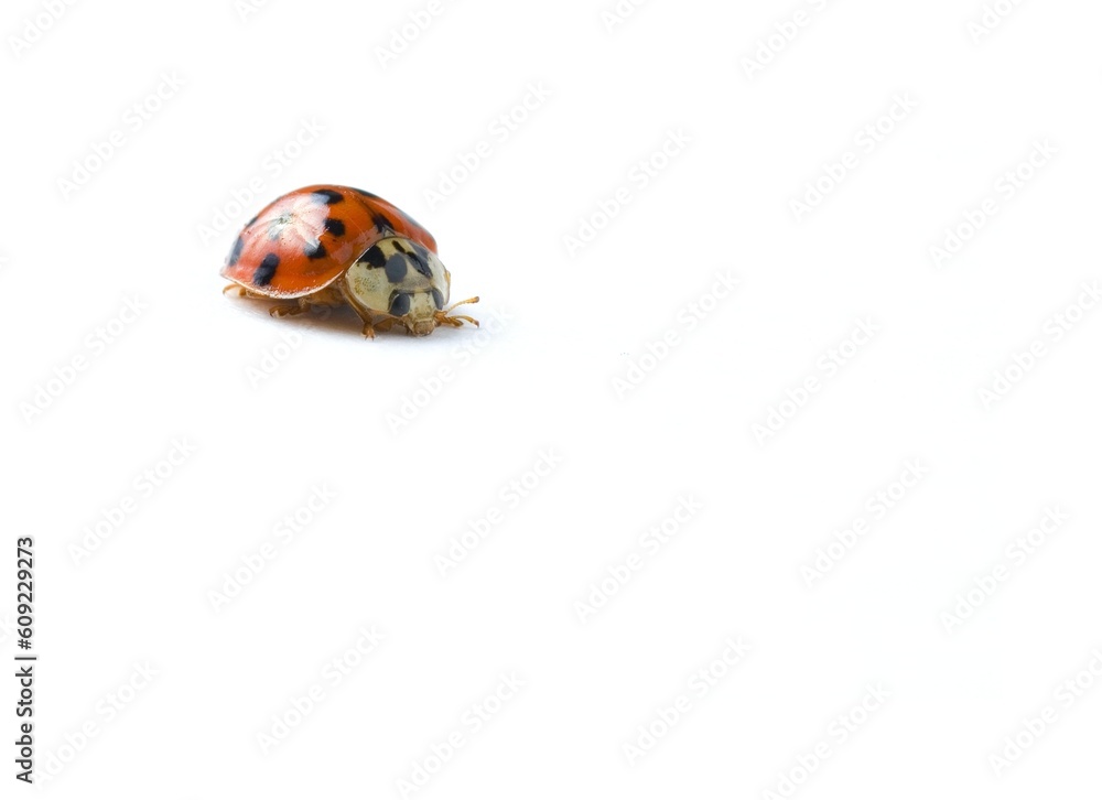 ladybug isolated on white background, frontal view