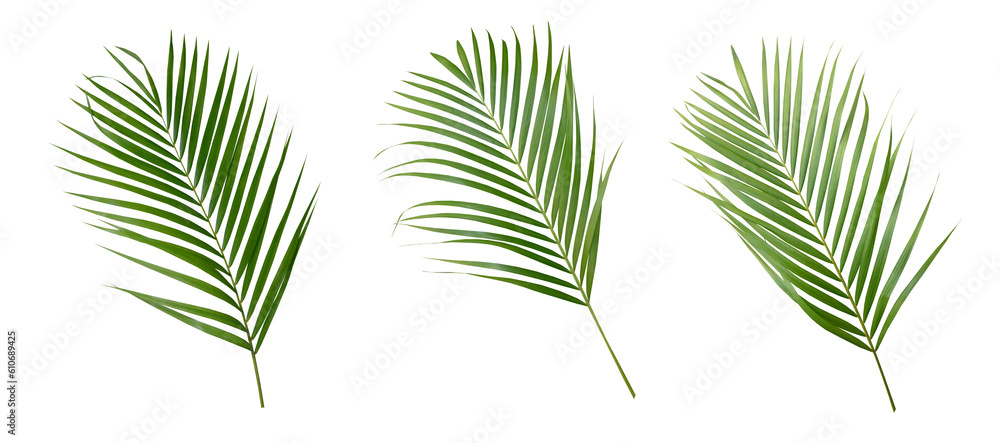 Palm leaves Green nature Tropical forest isolated on transparent background - png	