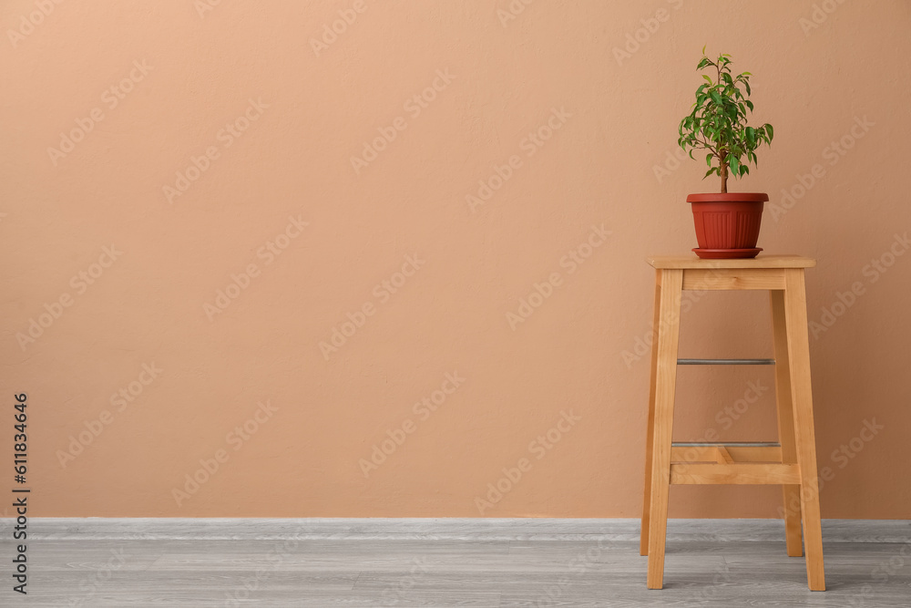 Ficus benjamina on wooden stool near beige wall