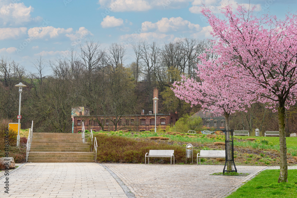 View of city park with benches, stairs and blossoming trees