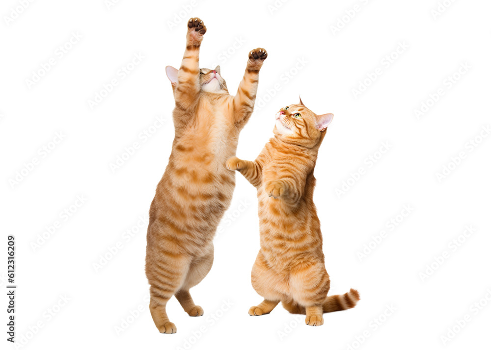 Two red tabby kittens play together. Isolated cutout on a transparent background.